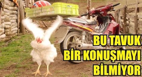 BU TAVUK BİR KONUŞMAYI BİLMİYOR Bolu Gündem