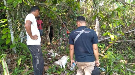 Tiga Ekor Kambing Milik Warga Peunaron Di Mangsa Harimau Di Aceh Timur