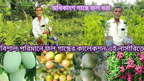 Tumpa Nursery Chakla কালেকশন। বড়ো ও ঝোপালো কালারফুল ফল গাছের প্রচুর