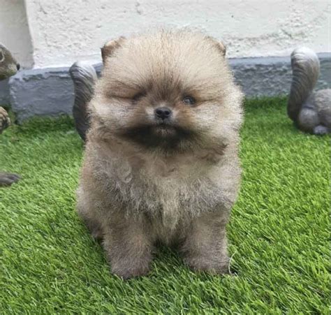 Cachorro En Venta Noviembre Criadero Pomeranias Mx