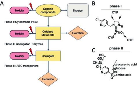 3 Biotransformation Breaks Down Organic Compounds Such As