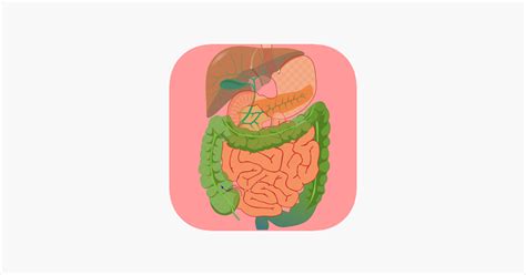 ‎digestive System Flashcards On The App Store