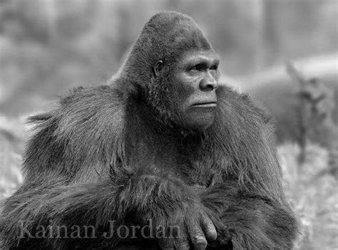 Past and Present Productions: Origin of Bigfoot | Bigfoot, Bigfoot pictures, Bigfoot sightings