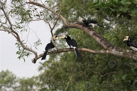 Oriental pied hornbill 11548286 Stock Photo at Vecteezy