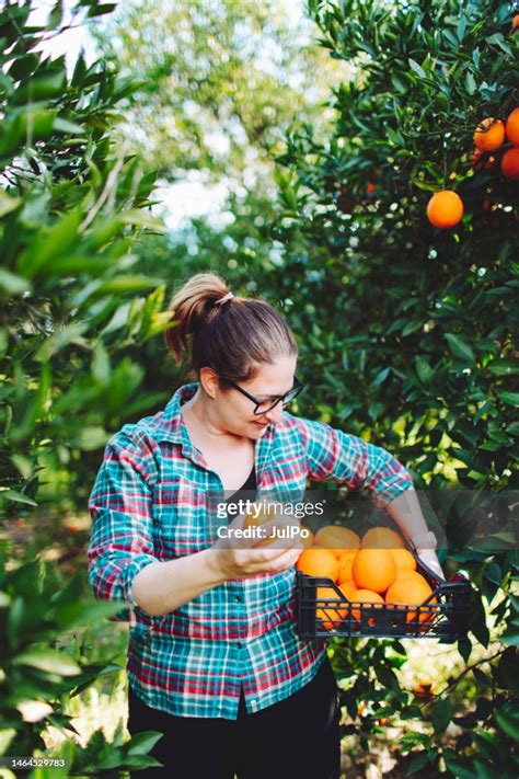 Female Farmer Picking In Oranges In Fruit Garden High Res Stock Photo