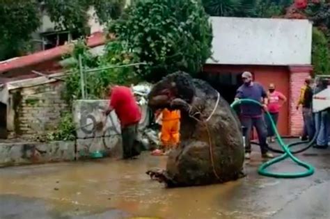 Tonnellate Di Spazzatura E Un Topo Finto Gigante Hanno Fatto