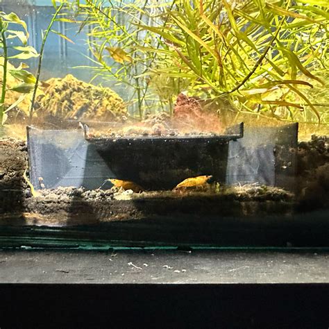 Shrimp Aquarium Tunnel Cave Shrimp Hide Etsy Australia