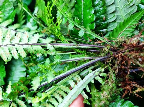Asplenium pteropus (Aspleniaceae) image 51303 at PlantSystematics.org 