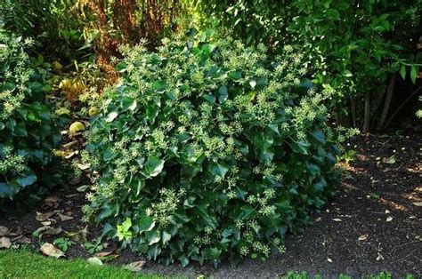 Hedera Helix Arborescens Evergreen Ivy In Bush Form Planten