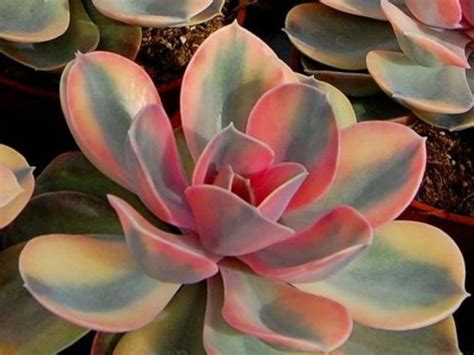 Echeveria Electra Tudo Sobre Essa Suculenta Guia Das Suculentas