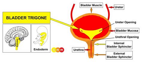 Trigone Bladder Epithelium