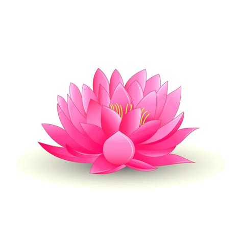 illustration of pink lotus flower isolated on white background 2841692 ...