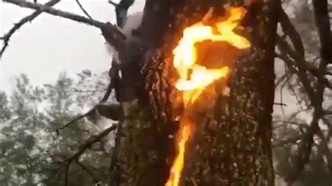 What Lightning Did to This Poor Tree - Videos from The Weather Channel