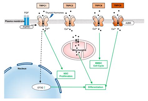 Ijms Free Full Text New Insights Into Trp Ion Channels In Stem Cells