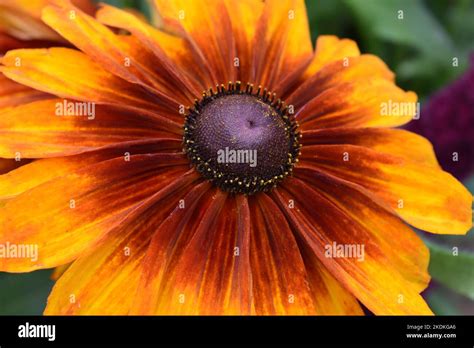 Black Eyed Susan Stock Photo Alamy