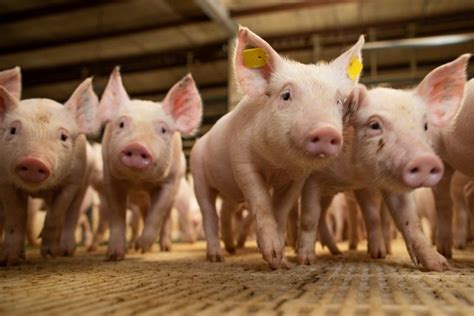 Expoagro Vai Sediar O Maior Evento Da Suinocultura Do Centro Oeste