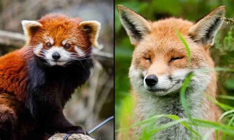 Red Pandas And Foxes Differences And Similarities Explained Bestofpanda