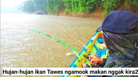 Hujan Membawa Berkah Ikan Tawes Babon Pada Ngamuk Kelaparan Dan Makan