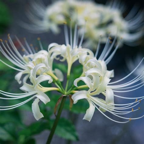 2 White Spider Lily Bulbs Lycoris Albiflora - Etsy