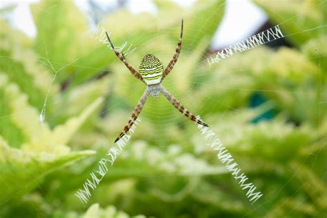 Spiders Webs And Warning Signs Okinawa Japan Okinawa Nature