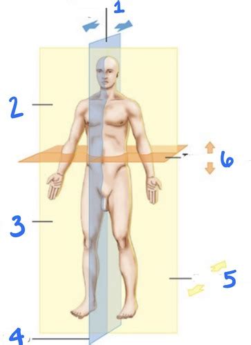 Anatomic Reference Systems And Directional Terms Flashcards Quizlet