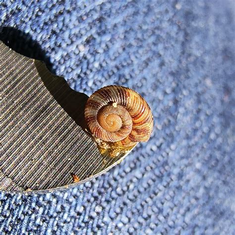 Tiny snail : r/snail
