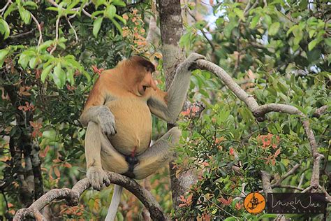 The Indigenous Big Nose Monkey” In Borneo