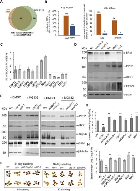 The Protein Levels Of Representation Brm Hxk And Ppc In The Upl