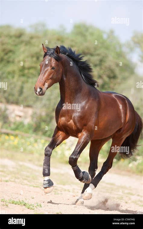 Westf Lisches Pferd Fotos Und Bildmaterial In Hoher Aufl Sung Alamy