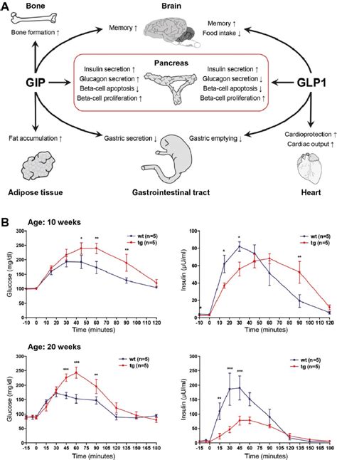 (A) Actions of the incretion hormones GIP and GLP1 on different organs ...