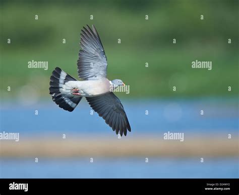 Wood Pigeon In Flight Stock Photo Alamy