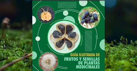 Accede A La Gu A Ilustrada De Frutos Y Semillas De Plantas Medicinales