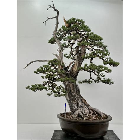 Comprar Bonsáis De Coníferas En Laos Garden