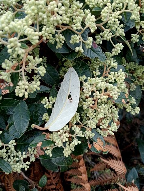 Pomaderris Elliptica Australian Plants Society Tasmania Inc