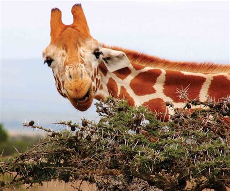 Kilimanjaro National Park