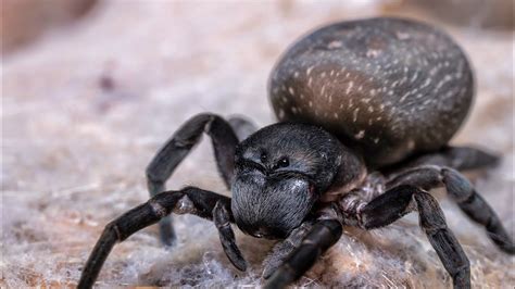 Feeding My Velvet Spiders Please See Pinned Comment Youtube