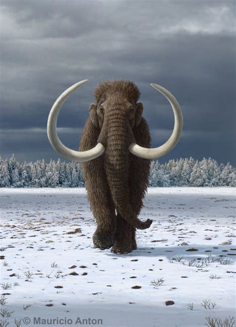 Humans hastened the extinction of the woolly | EurekAlert!