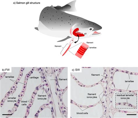 General Structure And Histology Of Chum Salmon Gill In Fw And Sw Download Scientific Diagram