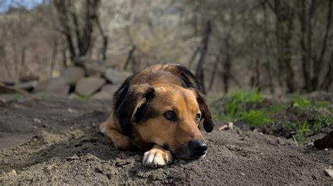 Ältester Hund der Welt stirbt im Alter von 31 Jahren