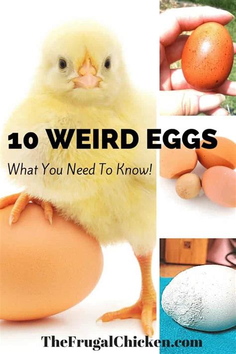 Abnormal Chicken Eggs What You Need To Know Pampered Chicken Mama