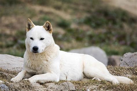 Jindo vs Akita - Breed Comparison | MyDogBreeds