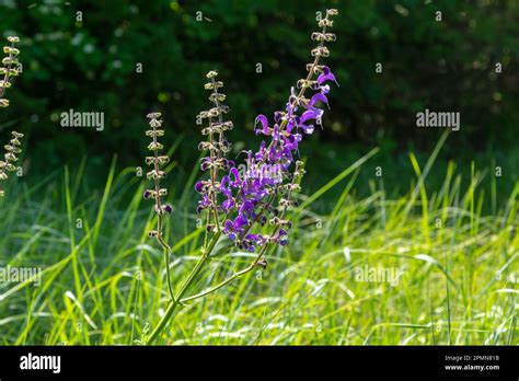 Salvia Pratensis The Meadow Clary Or Meadow Sage Is A Species Of