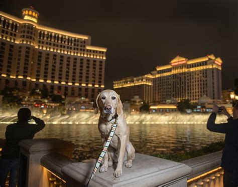 Take a Pet-Friendly Vacation to Las Vegas for Spring Break