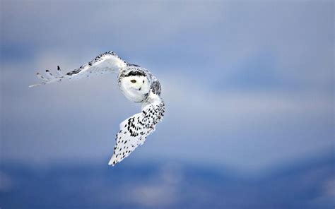 Owl Flying Bird White Predator Wallpaper Colorful Wallpaper Better