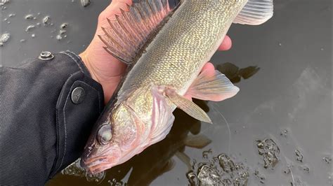 Early Ice Fishing For Walleyes And Smallmouth In Wisconsin Youtube