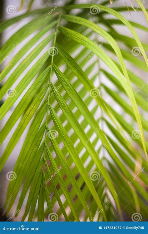 Textura Natural De La Hoja De La Planta Verde Fondo De Hojas De Palma