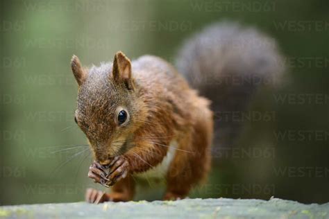 Eurasian Red Squirrel Sciurus Vulgaris Stock Photo