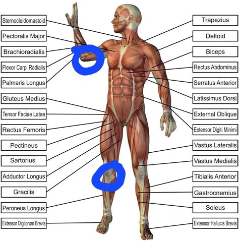 Pressure Points On The Body