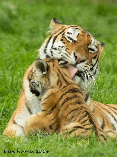 tiger pics Archives - WildCats Conservation Alliance