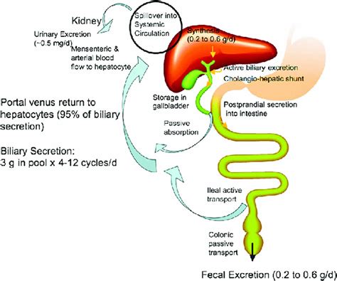 Enterohepatic Circulation